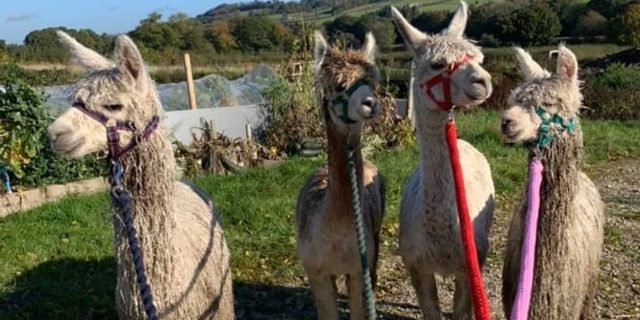 Alpacas