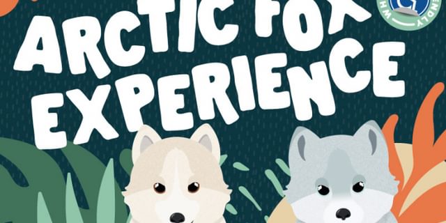 Arctic Fox