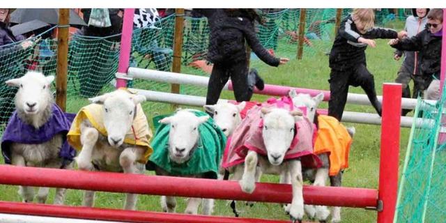 Ashover Show sheep race new
