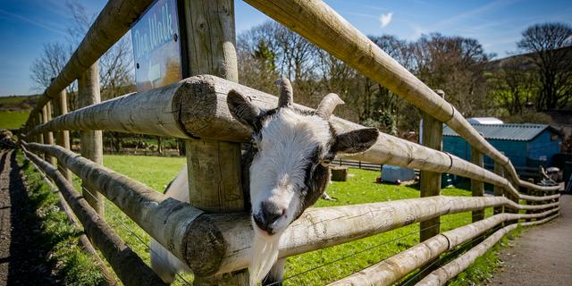 Rosie Goat