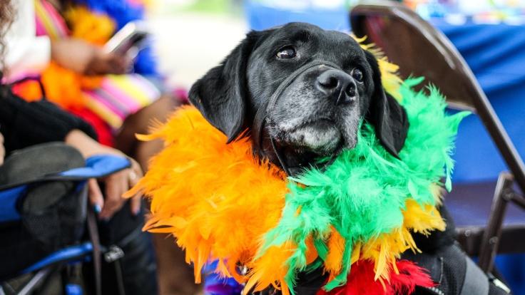 Dog festival