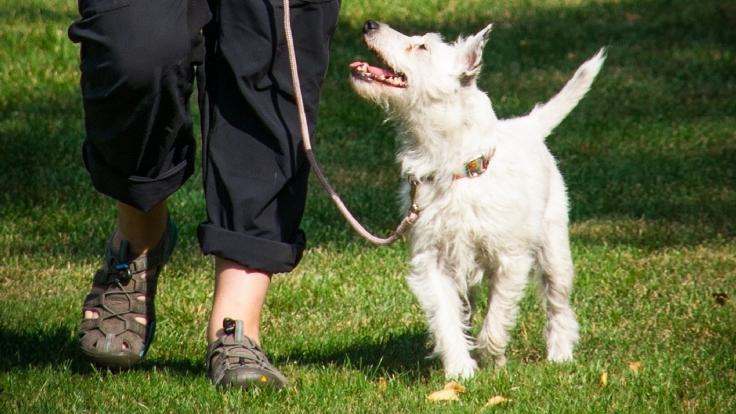 Dog on a lead