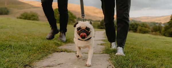 EDALE DOG WALK 2