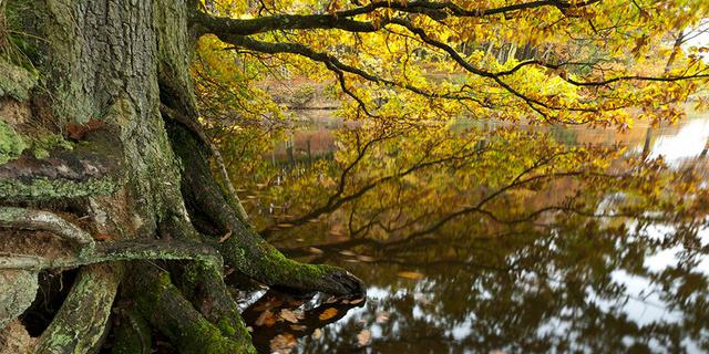 Linacre Autumn 11 366797561