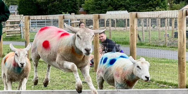 MFP Sheep racing HT NEW