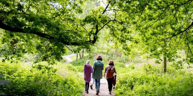 National Forest Walking Festival 2024