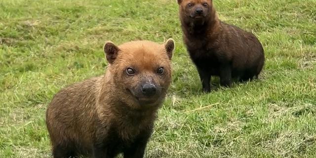 PWP Bush Dog puppies