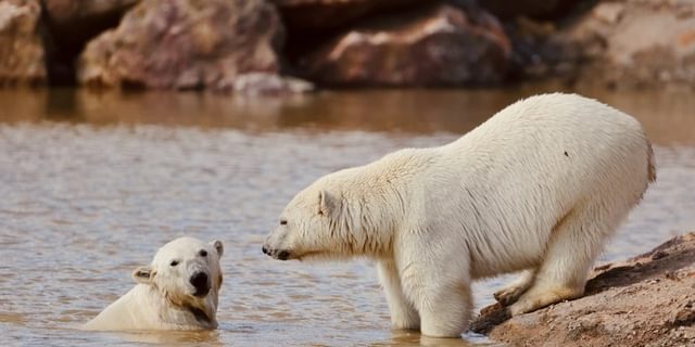 PWP Polar bears
