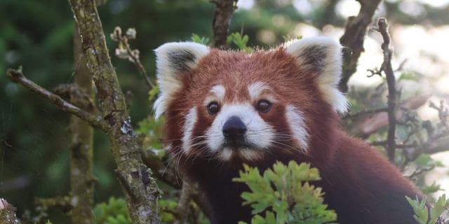 PWP Red Panda